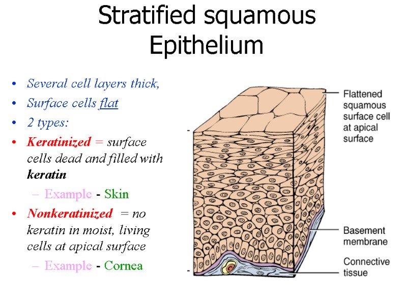 Stratified squamous Epithelium Several cell layers thick,  Surface cells flat 2 types: Keratinized